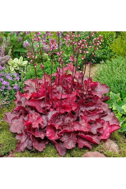 Гейхера красная